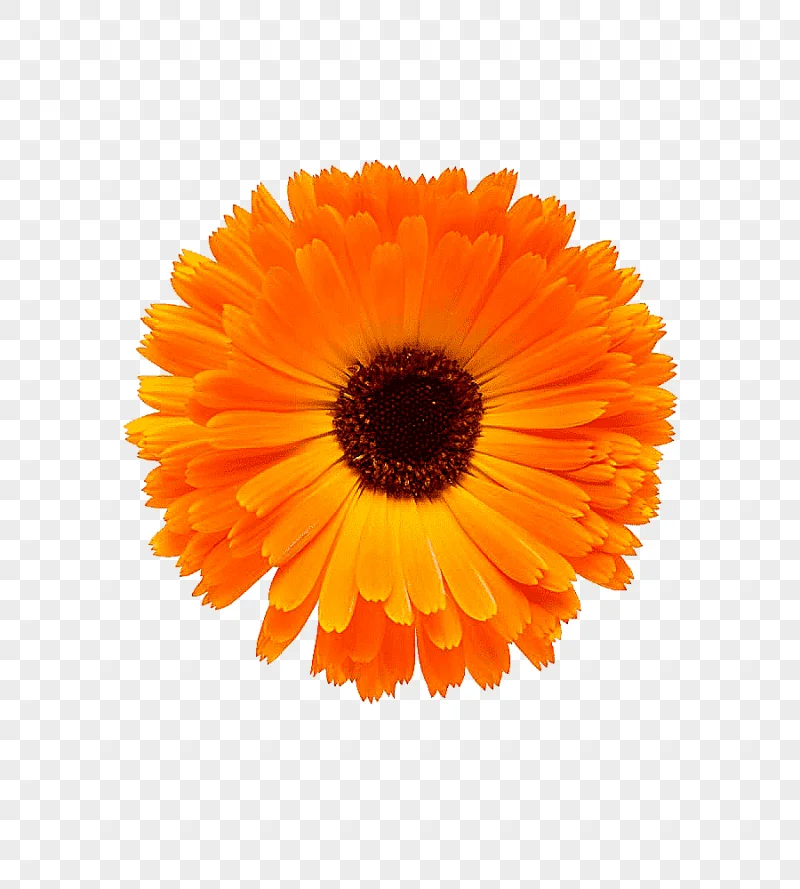 png clipart marigold close real flower