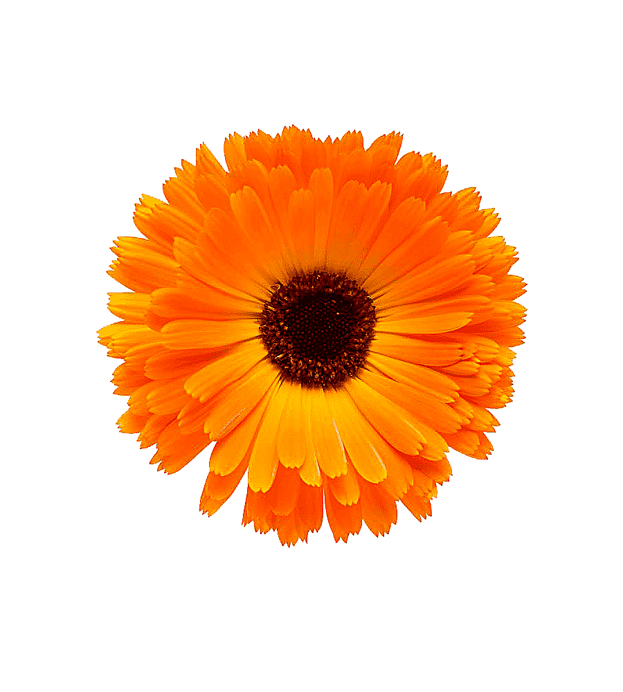 png clipart marigold close real flower