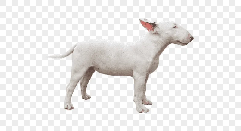 png clipart miniature bull terrier bull and terrier dog breed staffordshire bull terrier e