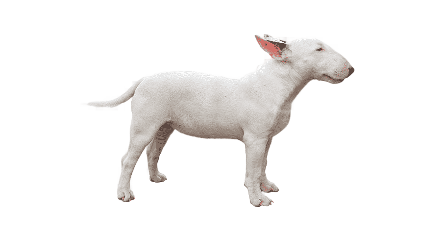 png clipart miniature bull terrier bull and terrier dog breed staffordshire bull terrier e