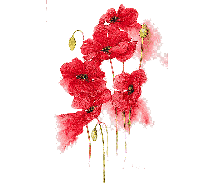 png clipart orange red yellow flower watercolor painting hand painted red flowers illustra