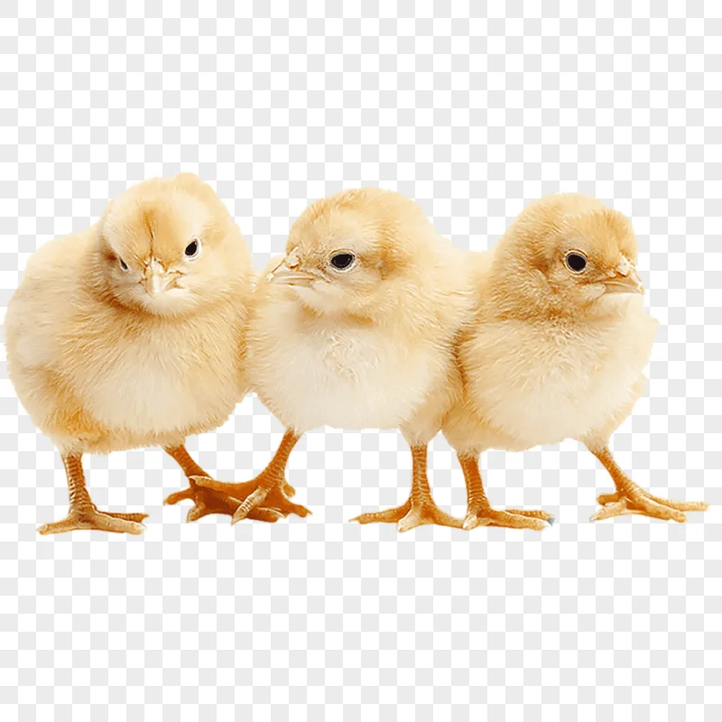 png clipart orpington chicken infant graphy chicken coop farm meat chicken chicken chicken