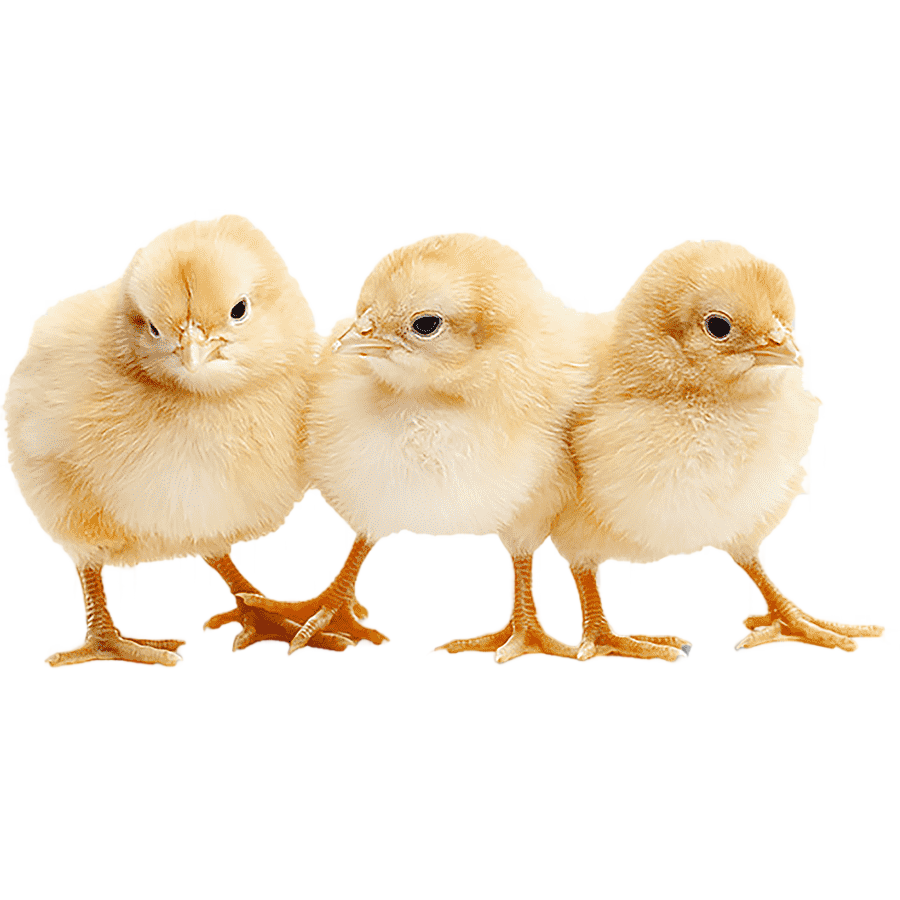 png clipart orpington chicken infant graphy chicken coop farm meat chicken chicken chicken