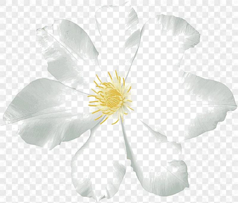 png clipart painted white flowers flowers white flower