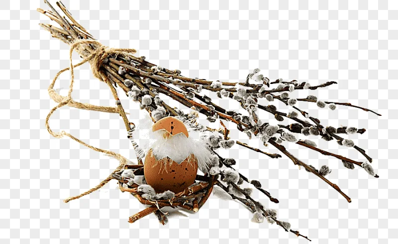 png clipart palm sunday pussy willow easter egg easter holidays photography