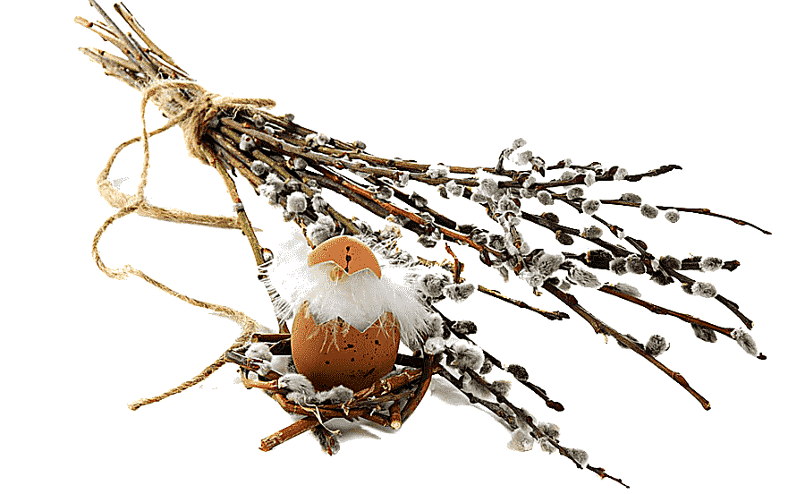 png clipart palm sunday pussy willow easter egg easter holidays photography