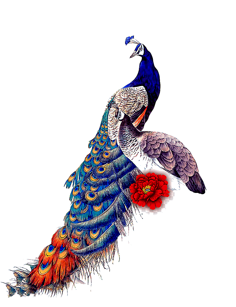png clipart peafowl bird ipad mini samsung galaxy j7 glass classical peacock peacock and p