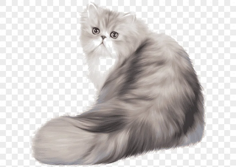 png clipart persian cat ferret kitten ferret mammal animals