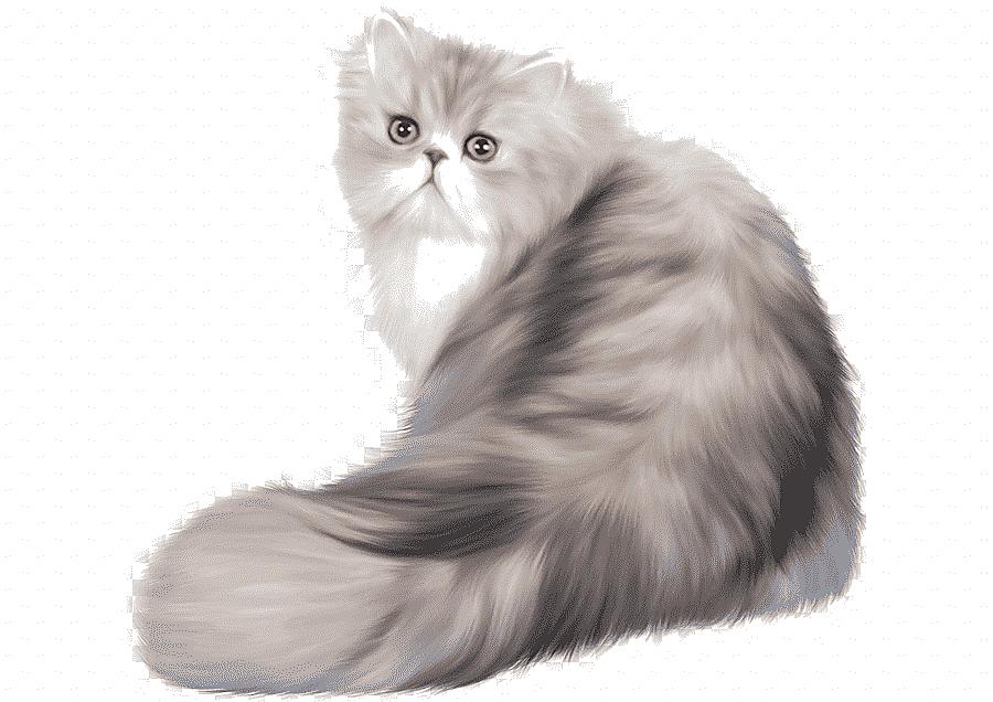 png clipart persian cat ferret kitten ferret mammal animals