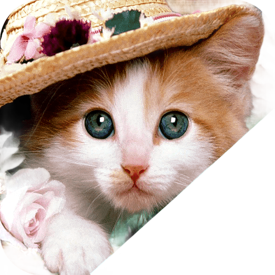 png clipart persian cat kitten siberian cat turkish angora mouse kitten animals cat like m