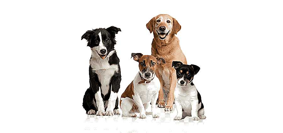 png clipart pet dog pet dog dog pictures