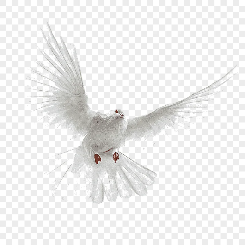 png clipart pigeon dove pigeon vector material pigeon picture material