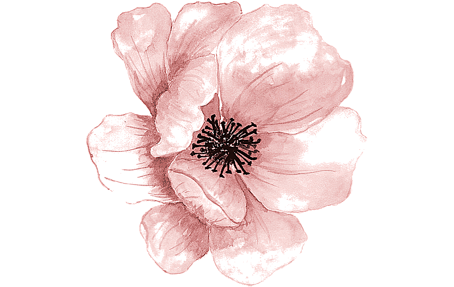 png clipart pink poppy flower painting watercolor painting watercolour flowers pink painti