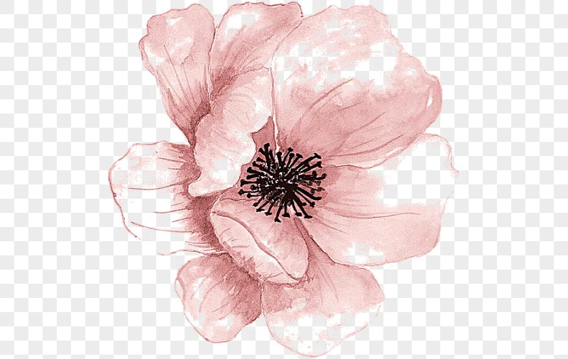 png clipart pink poppy flower painting watercolor painting watercolour flowers pink painti