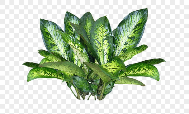 png clipart plant laceleaf file formats flower plants leaf vegetable image file formats