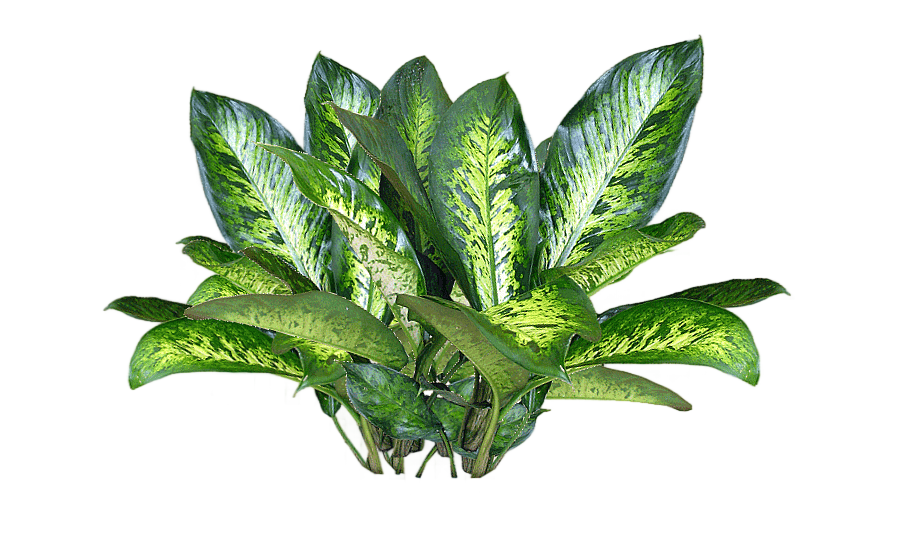 png clipart plant laceleaf file formats flower plants leaf vegetable image file formats