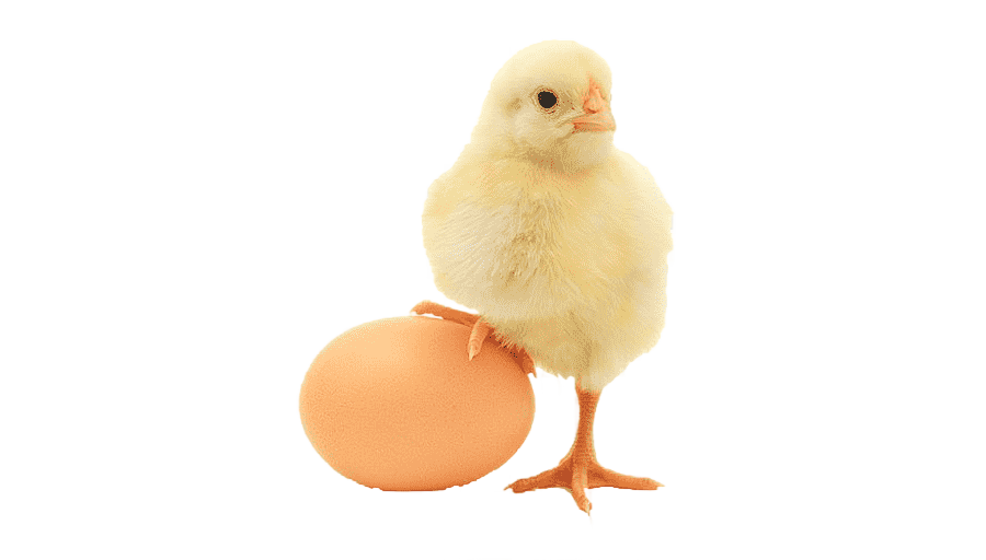 png clipart plymouth rock chicken egg foo young chicken or the egg poultry egg food galliformes