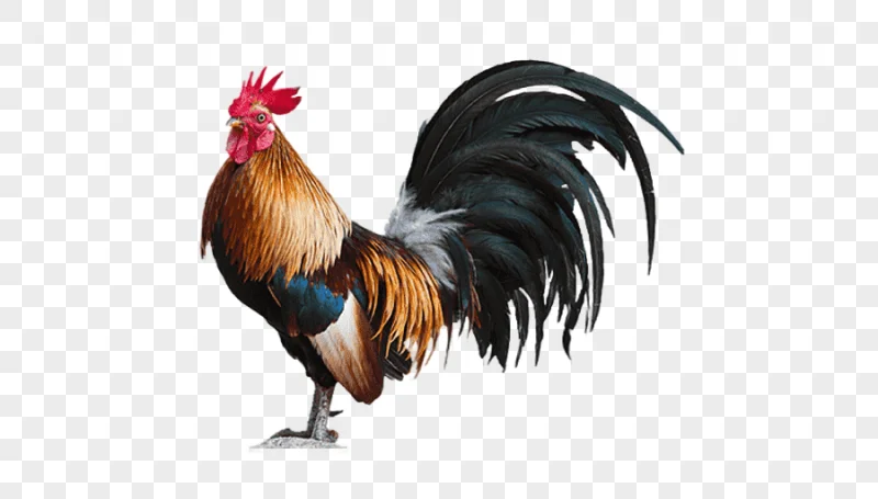 png clipart plymouth rock chicken leghorn chicken rooster coq galliformes chicken