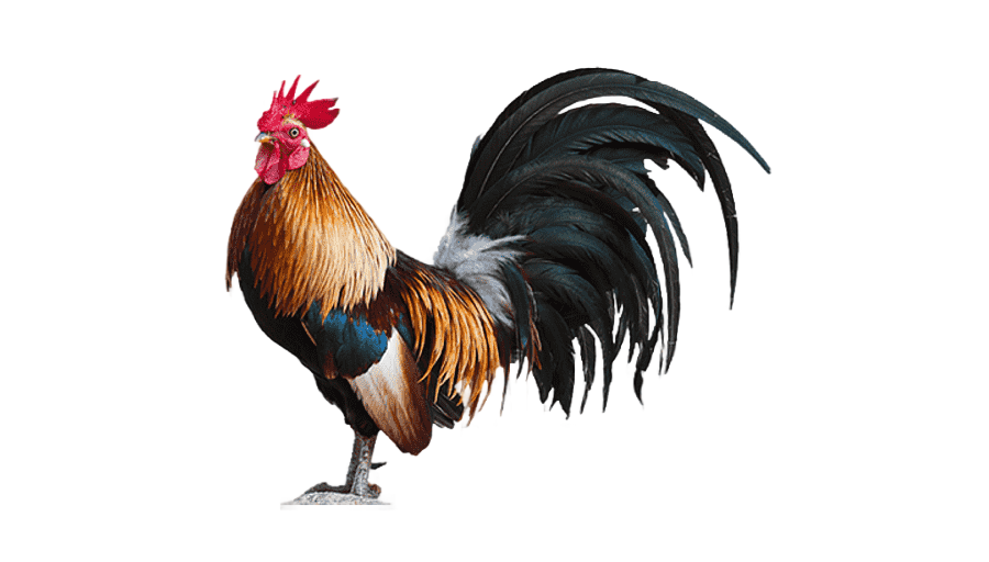 png clipart plymouth rock chicken leghorn chicken rooster coq galliformes chicken