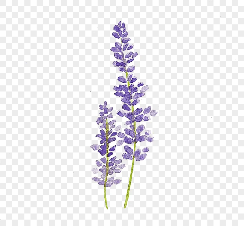 png clipart purple lavender illustrations watercolor painting lavender drawing watercolour