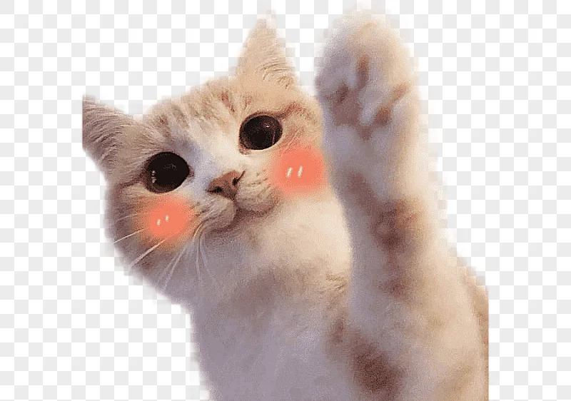 png clipart ragdoll kitten hello kitty cat food mouse cute cat blush expression bag cat li