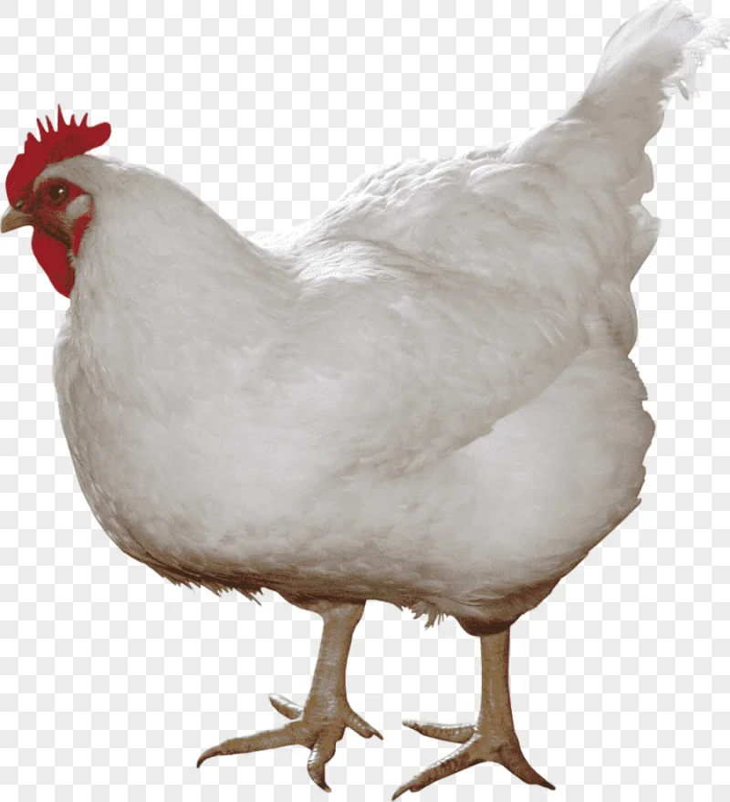 png clipart red and white rooster solid white chicken curry broiler white chicken food animals