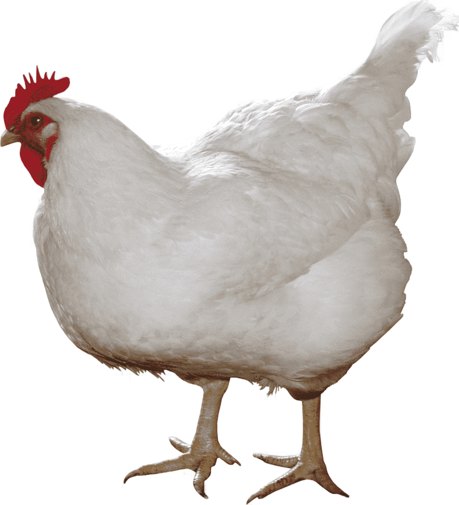 png clipart red and white rooster solid white chicken curry broiler white chicken food animals
