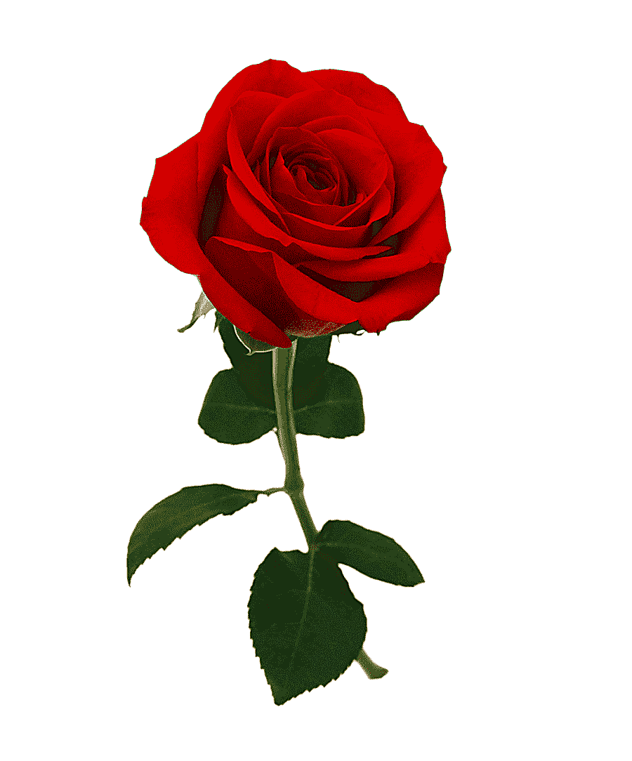 png clipart red rose flower closeup hd big picture valentines day