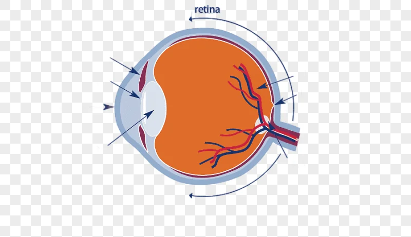 png clipart retinal imaging human eye scanning laser ophthalmoscopy human organ system lens text