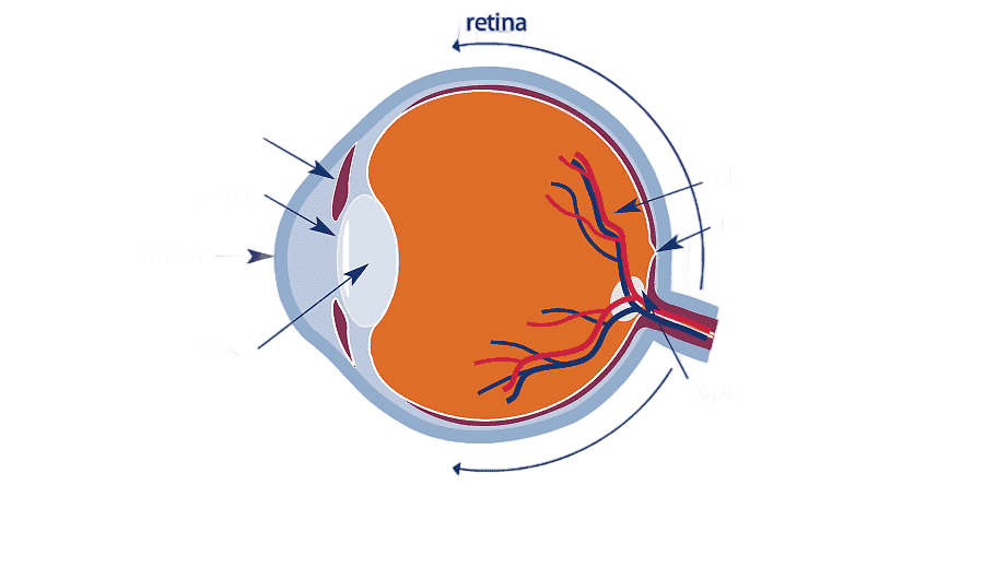 png clipart retinal imaging human eye scanning laser ophthalmoscopy human organ system lens text