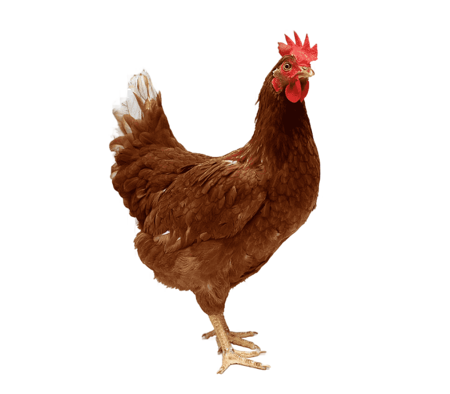 png clipart roast chicken broiler chicken as food chicken food animals