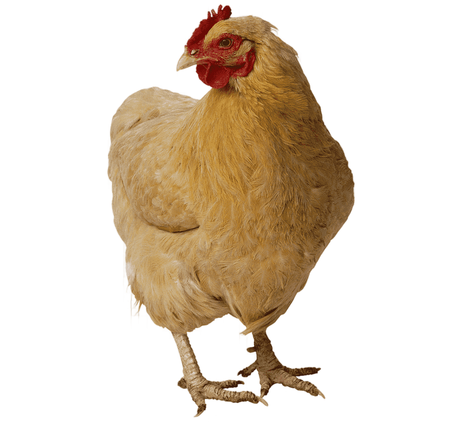 png clipart roast chicken chicken meat poultry flock food animals