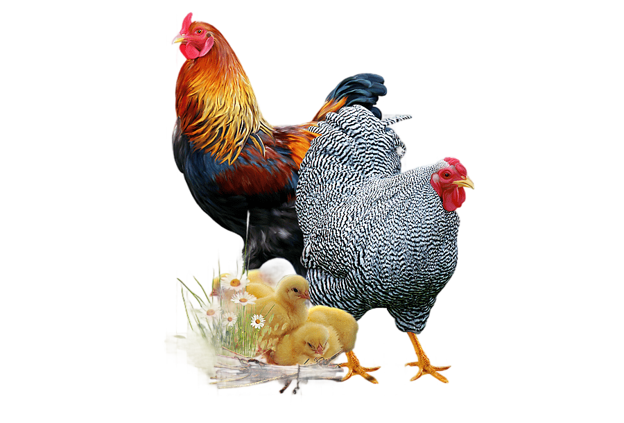 png clipart rooster and hen chicken cock hen