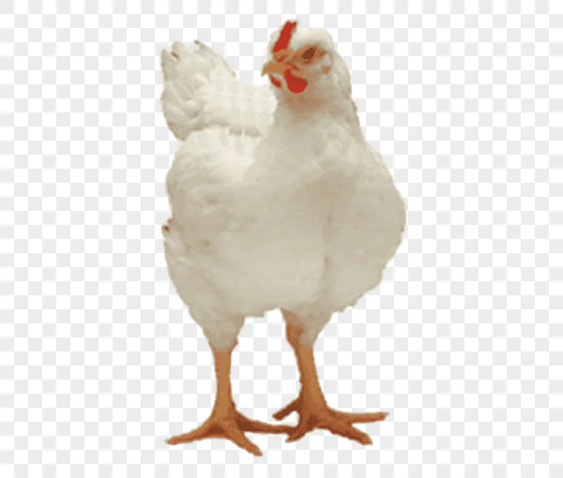 png clipart rooster broiler appenzeller andalusian chicken delaware chicken chicken farm f