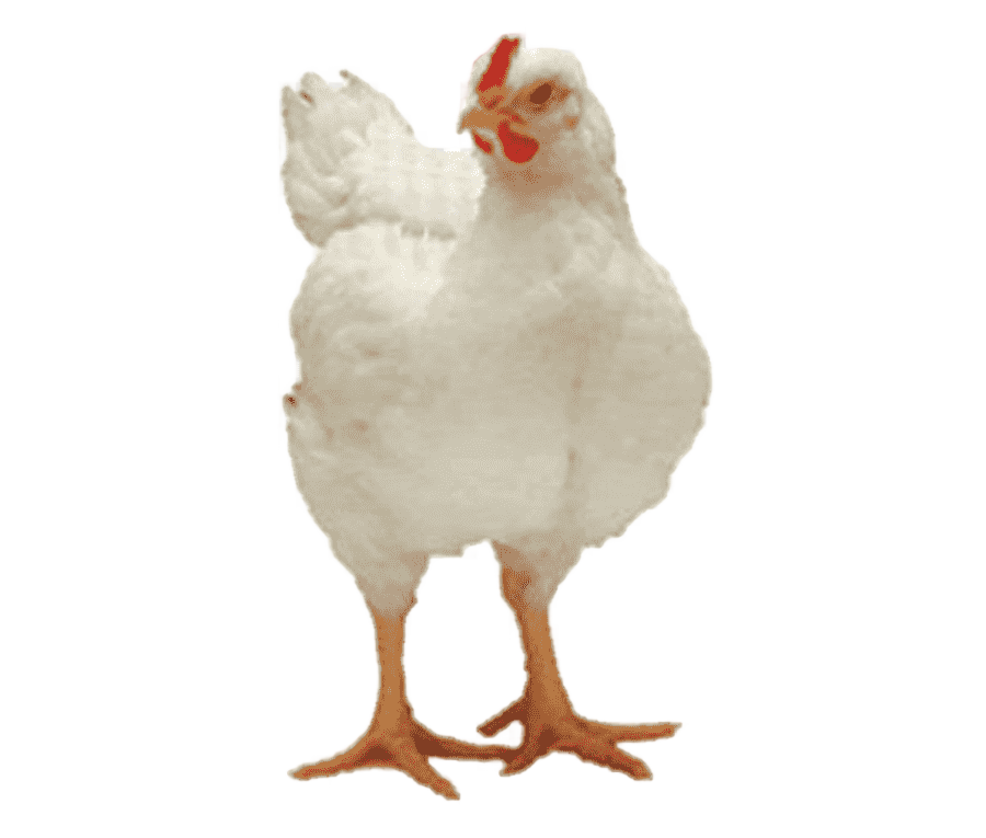 png clipart rooster broiler appenzeller andalusian chicken delaware chicken chicken farm f
