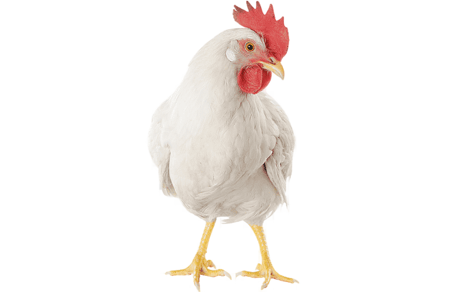 png clipart rooster broiler doner kebab leghorn chicken poultry egg galliformes chicken