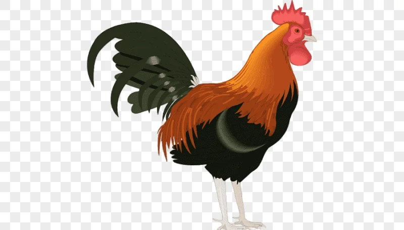 png clipart rooster chicken animals presentation
