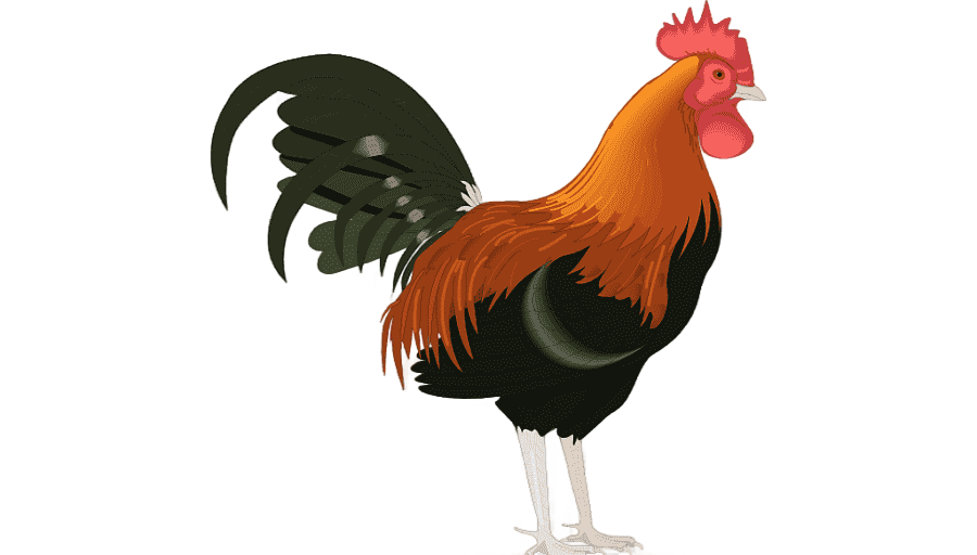 png clipart rooster chicken animals presentation