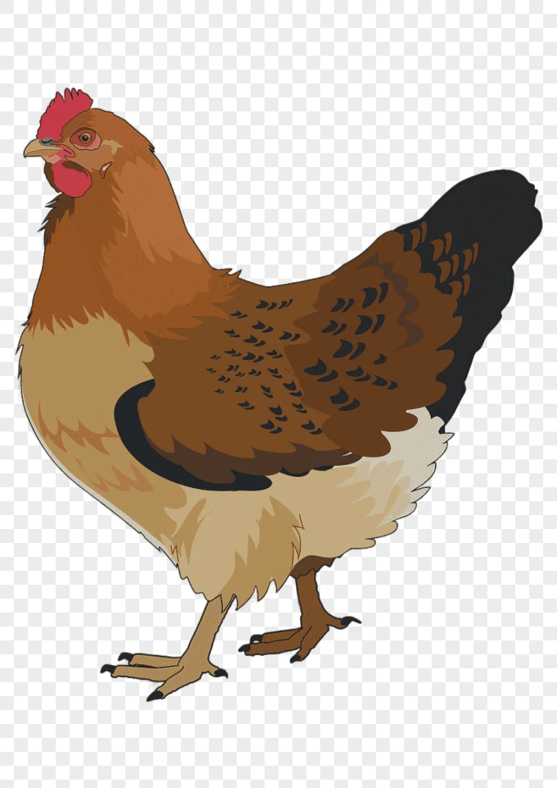 png clipart rooster chicken bird silhouette chicken animals photography