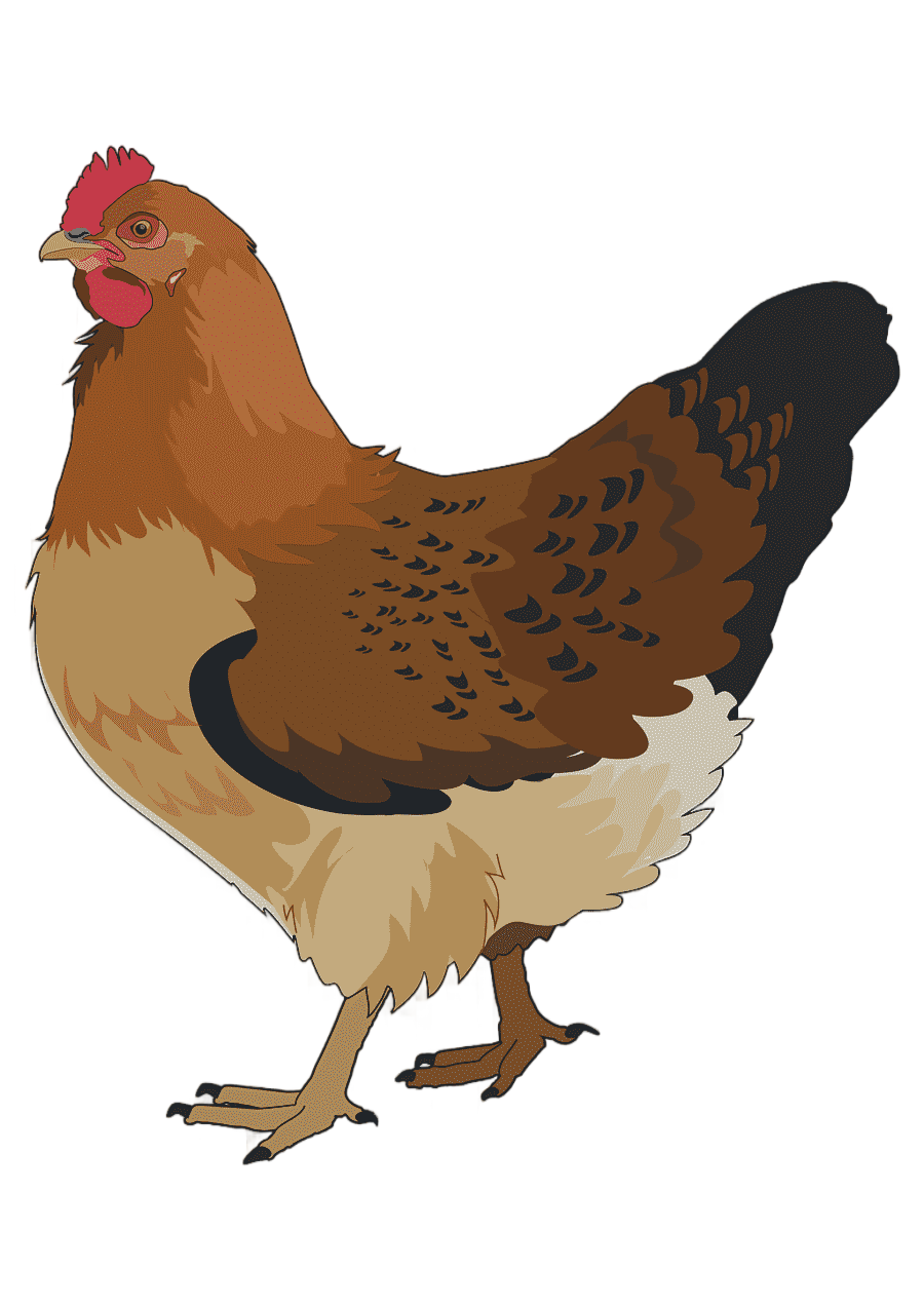 png clipart rooster chicken bird silhouette chicken animals photography