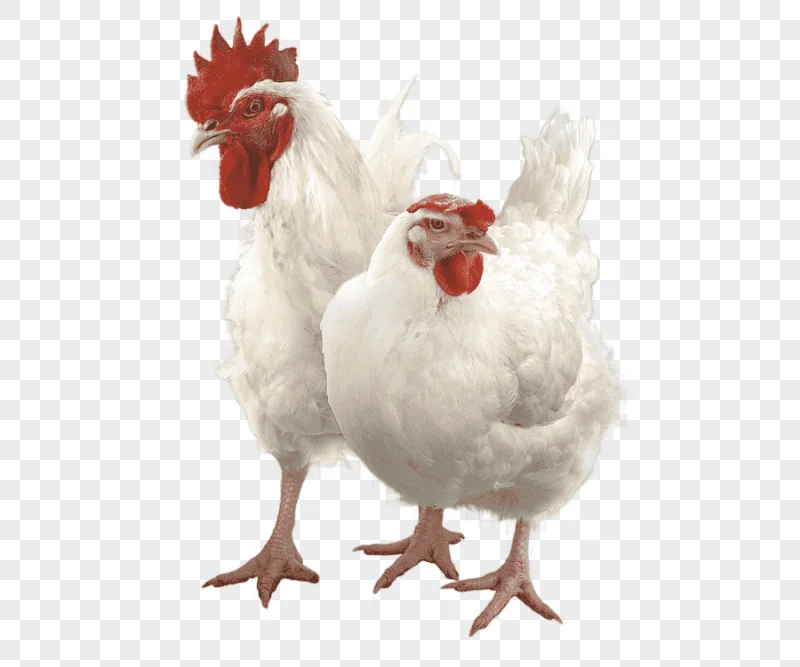 png clipart rooster chicken broiler chicken animals chicken