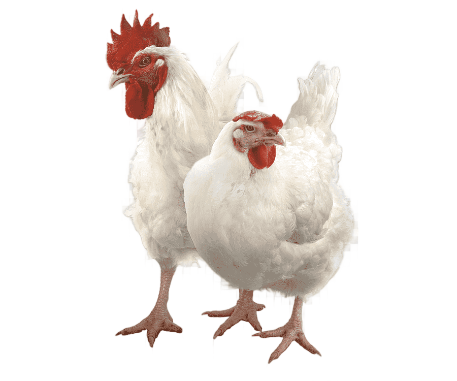 png clipart rooster chicken broiler chicken animals chicken