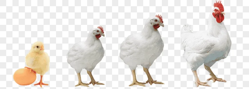 png clipart rooster chicken broiler poultry farming chicken food animals