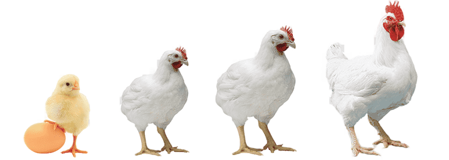 png clipart rooster chicken broiler poultry farming chicken food animals