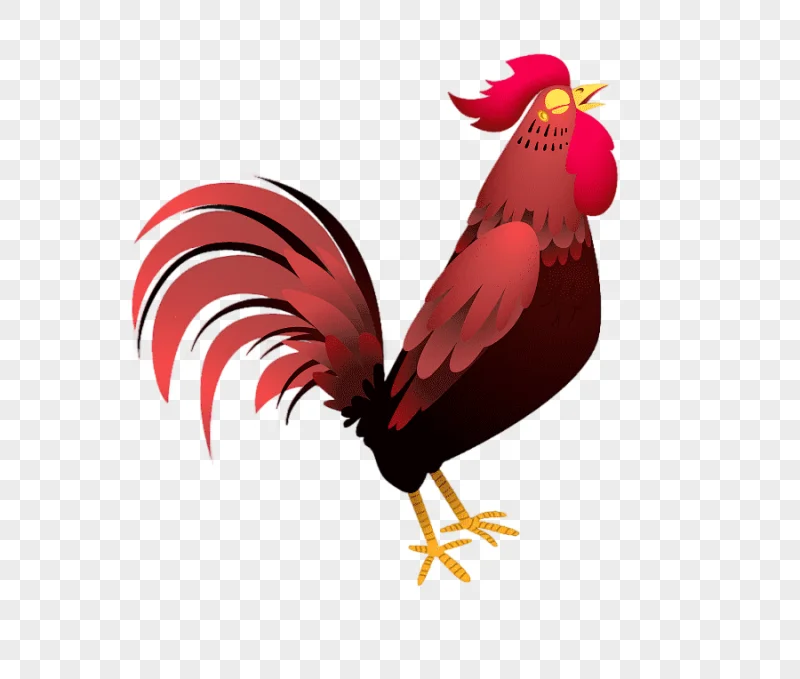 png clipart rooster chicken drawing cartoon cartoon chicken crow cartoon character animals