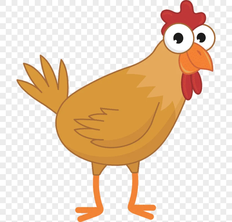 png clipart rooster chicken drawing chicken animals galliformes