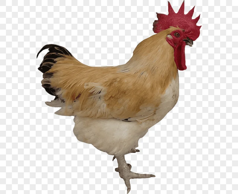 png clipart rooster chicken free range egg agriculture chicken animals galliformes