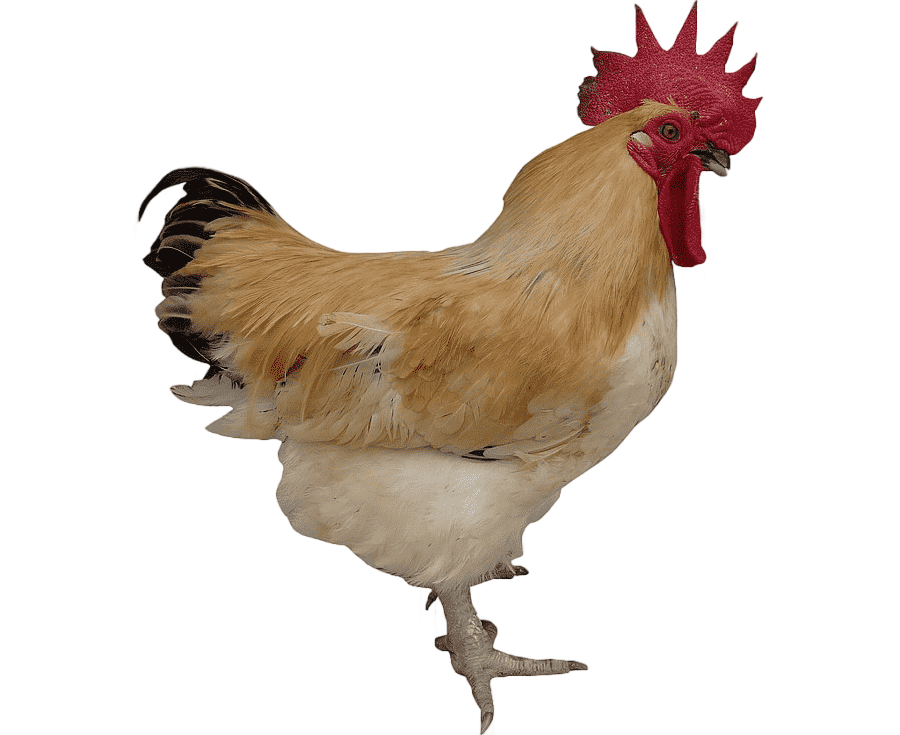 png clipart rooster chicken free range egg agriculture chicken animals galliformes
