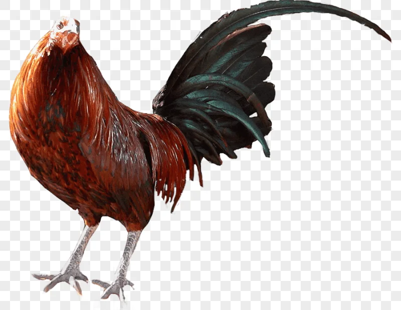 png clipart rooster chicken gamecock cockfight farm chicken animals cake decorating