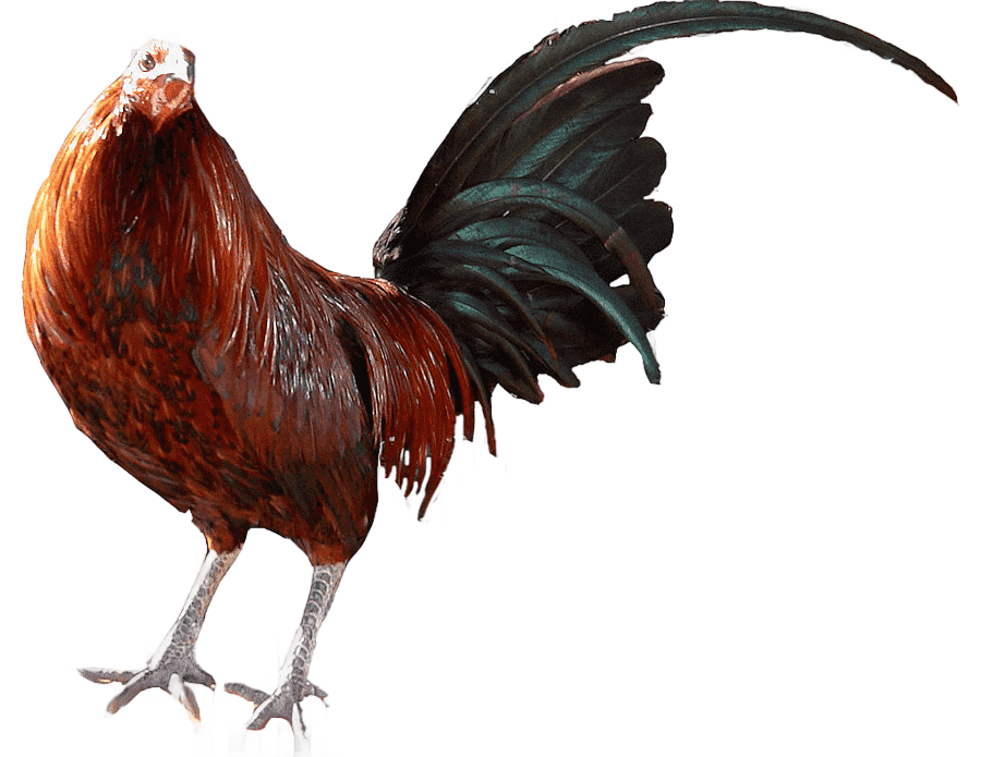 png clipart rooster chicken gamecock cockfight farm chicken animals cake decorating